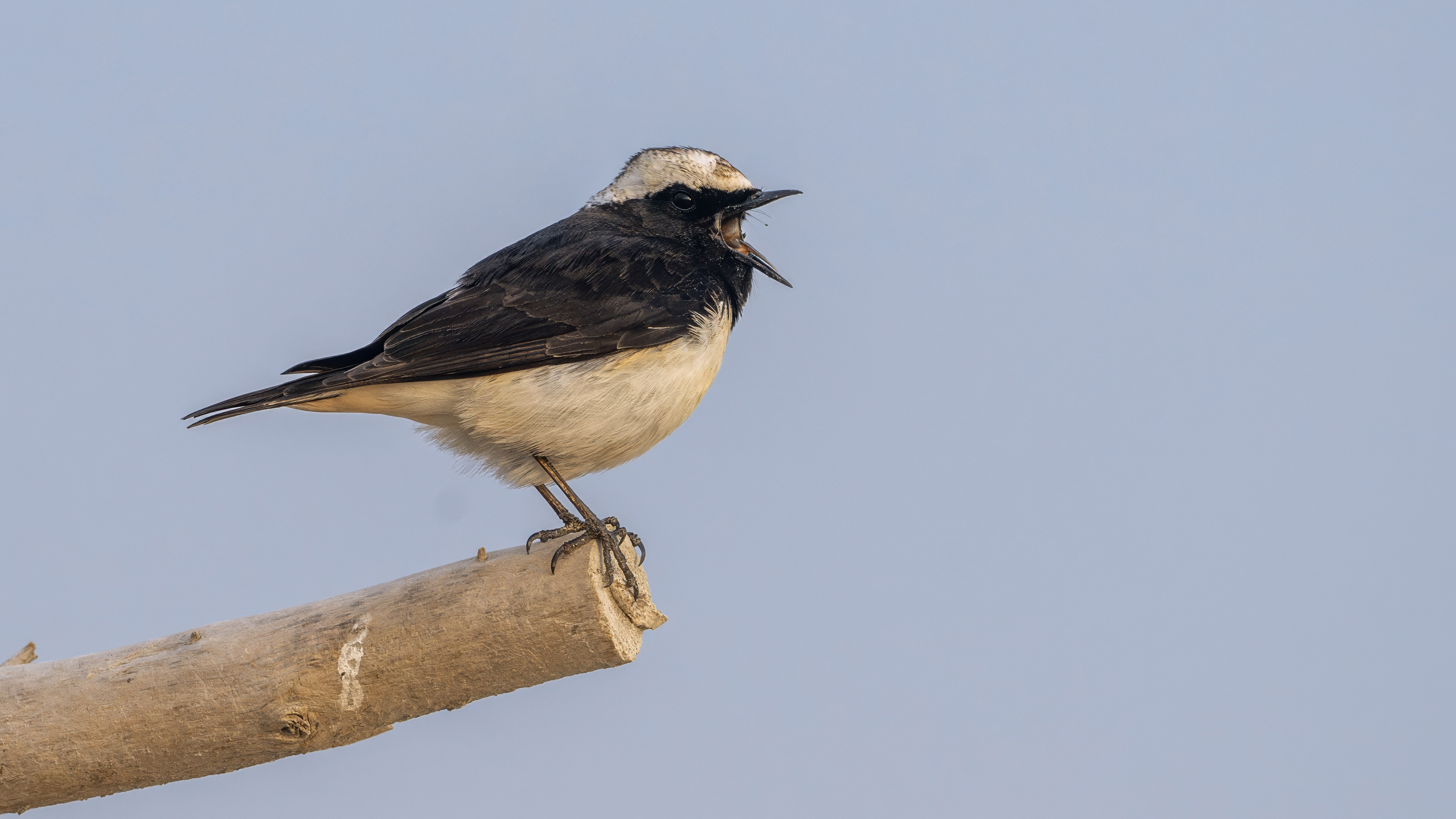 Cyprus Wheatear